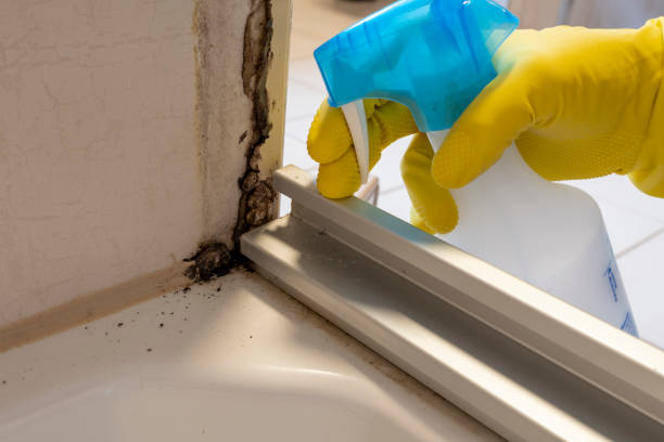 Best Residential Mold Remediation in Brooksville, MS