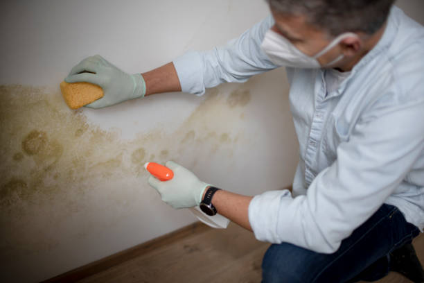 Best Bathroom Mold Remediation in Brooksville, MS