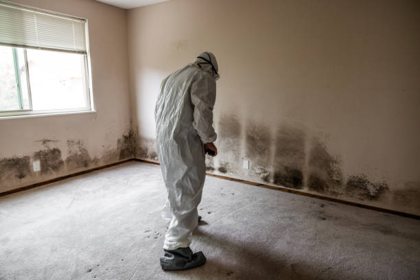 Best Residential Mold Remediation in Brooksville, MS