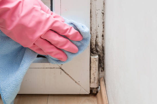 Best Kitchen Mold Remediation in Brooksville, MS